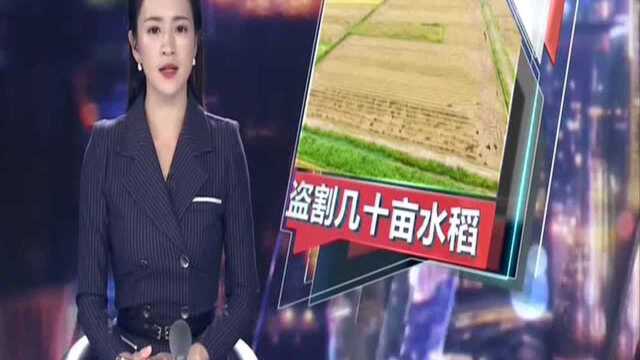 湛江吴川:电话遥控连环骗 偷谷大盗被抓获