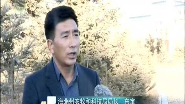 海北:深化主题教育 重塑农牧业发展新模式