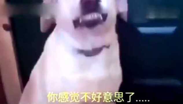 卡布拉多犯错后vs二哈犯错后,差别为何这么大