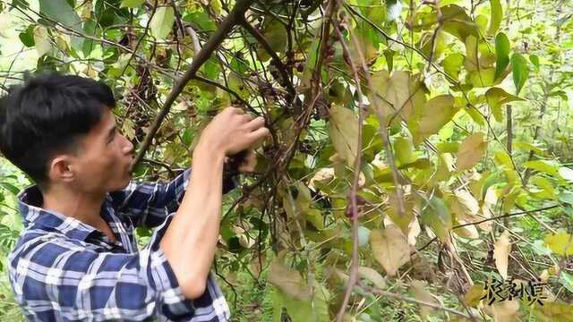 小伙上山找野葡萄,发现一颗几十年的老葡萄藤,一检就是一背篓