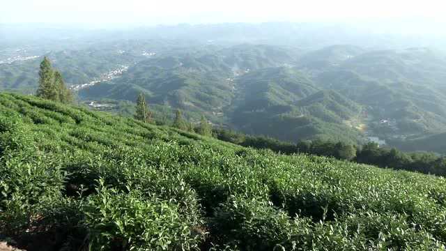 这是什么茶?茶叶中竟然能喝出花香,茶多酚含量到42%,厉害了!