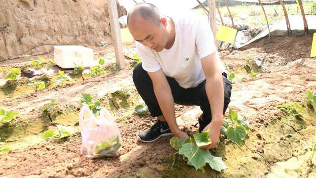 黄瓜打杈能增产,什么时间打杈最好?很多农民打错了