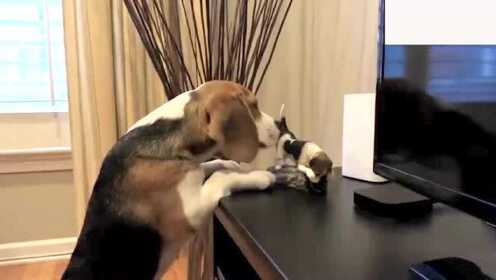 Thumbplayer Poster Plugin Image