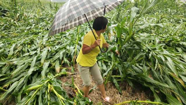 河南项城一场暴风雨来袭农作物大面积倒伏,农民欲哭无泪