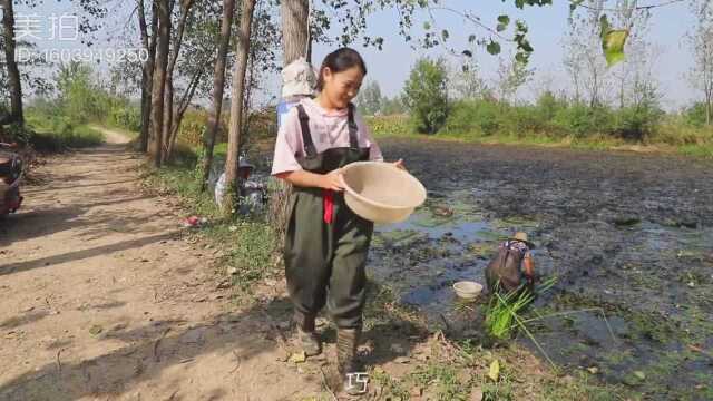 菱角,三农,摘菱角,农村,果实,野货,又到吃菱角到季节