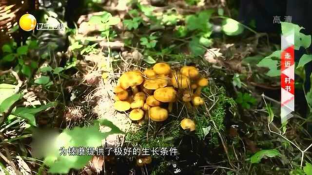 跟着村民上山采摘榛蘑,纯野生山蘑吃的就是健康!