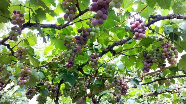 葡萄种植技术视频 葡萄种植技术 葡萄栽培管理