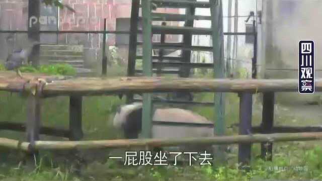 熊猫写日记 囡囡我今天要“拆家”