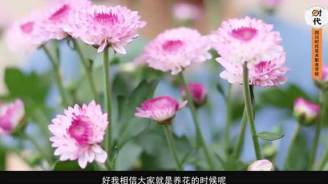 鲜花养护王冬梅