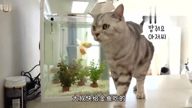 猫咪观察金鱼数分钟,虎视眈眈想要捉鱼,却又无从下手,急死个猫