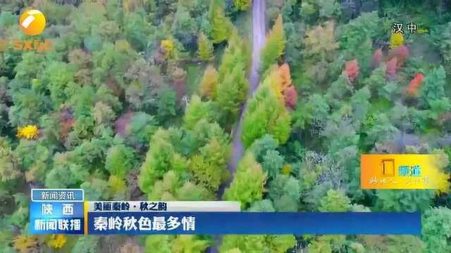 秦岭秋之韵:秦岭秋色最多情