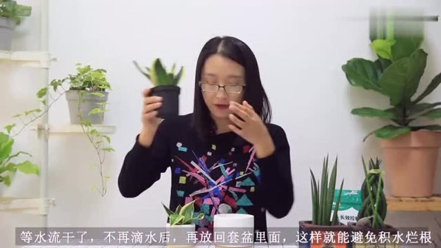 迷你版短叶虎尾兰,一种很难养徒长的多肉