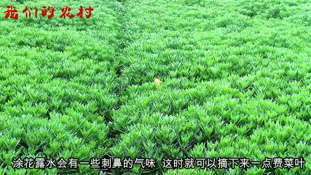 这一野菜被称为“养心草”能防心脏病家里栽一盆可以吃20年