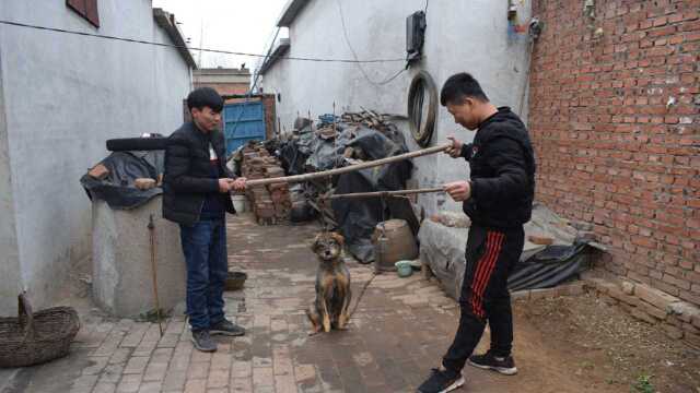 农村小伙想看自家狗有多重,用老秤把狗吊起看重量,差点把狗吊死