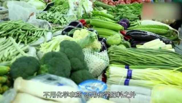 什么样的食品更安全?看专家给你分析有机食品比转基因食品的区别!