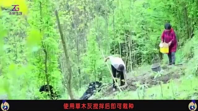 白芨怎么种植呢?白芨的种植技术解说!