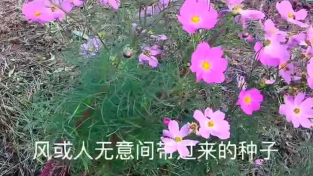 花艺教学:适合在阳台和庭院养的花,种到花盆里2个月就开满阳台