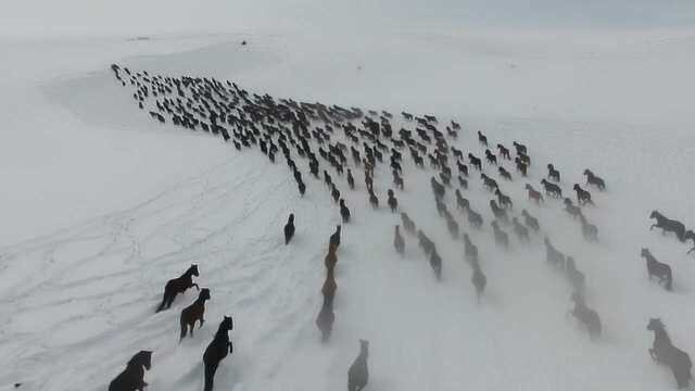 太震撼!新疆雪场万马奔腾,宛如超级大片