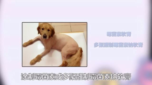 狗狗真菌感染皮肤病怎么治疗?