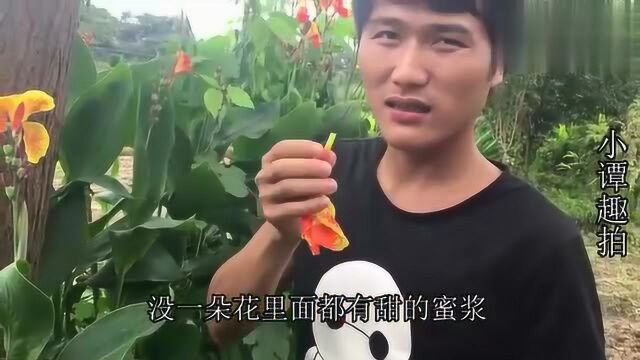 乡村一种美人蕉植物,花开得茂盛还可以这样吃,你绝对没吃过