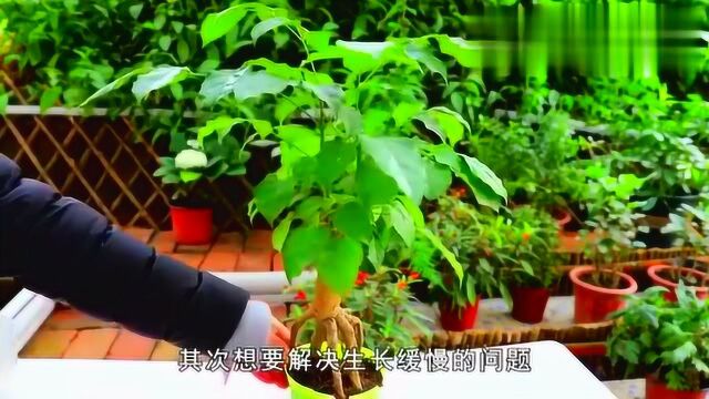 幸福树日常养护“技巧”,不黄叶不烂根,生长旺盛