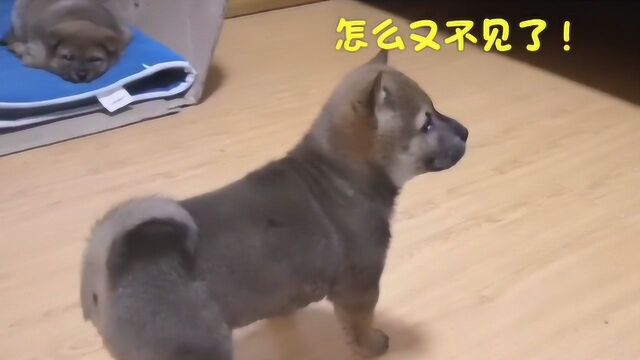 田园犬小奶狗被电脑里狗叫声给吸引了,竟然跟着嘤嘤叫,太萌了