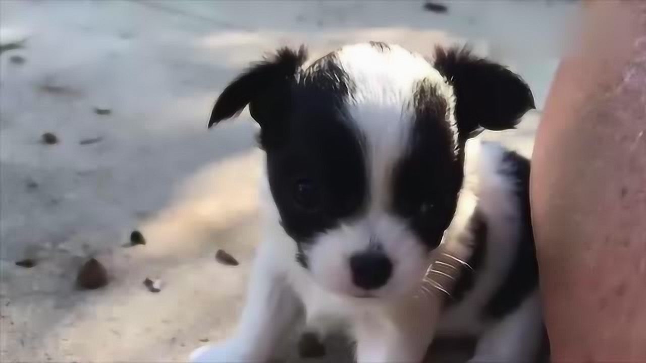 活泼好动的奶牛犬毛色有点像大熊猫