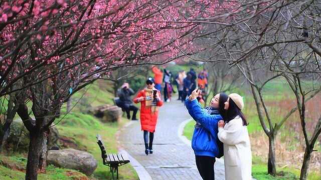 风停雨歇好春日:衡阳市南湖公园红梅竞放迎春