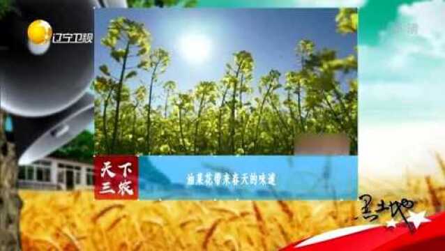 “花的海洋”,油菜花开放,带来春天的味道