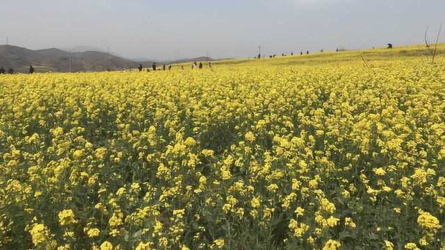 河南大坪万亩油菜花山沟绽放,游人:半个乡都是油菜花