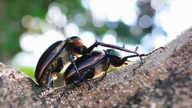 世界上最贵的甲虫,标本的价格20万,看完回村赶紧找找