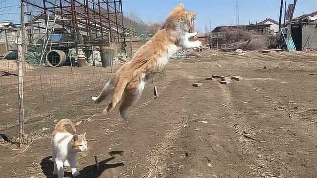 会在空中跳舞的,中华田园橘花猫