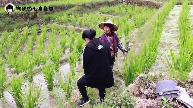 城里人不知道茭白怎么成长,农户种植的茭白远看像水稻,生长更旺盛