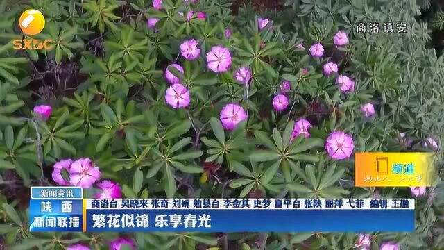 商洛镇安:2万多亩杜鹃花开了,游人穿行花海