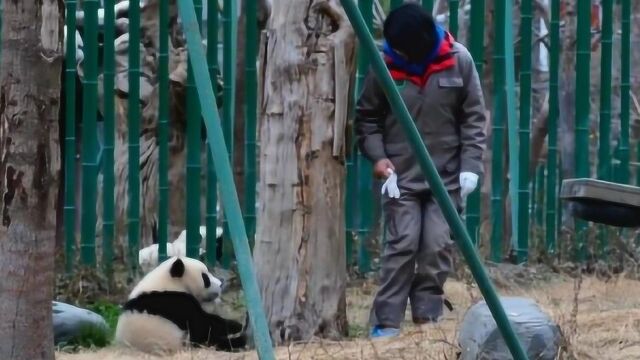 熊猫宝宝皓月摇头晃脑地追着奶妈满地跑,讲真,我一点都不羡慕