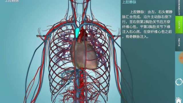 你真的了解自己的身体结构吗