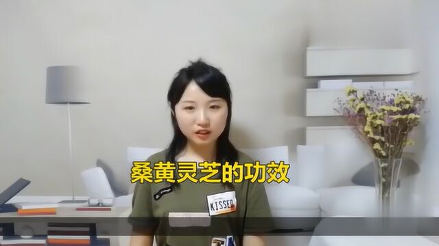 桑黄灵芝的功效与作用有哪些?