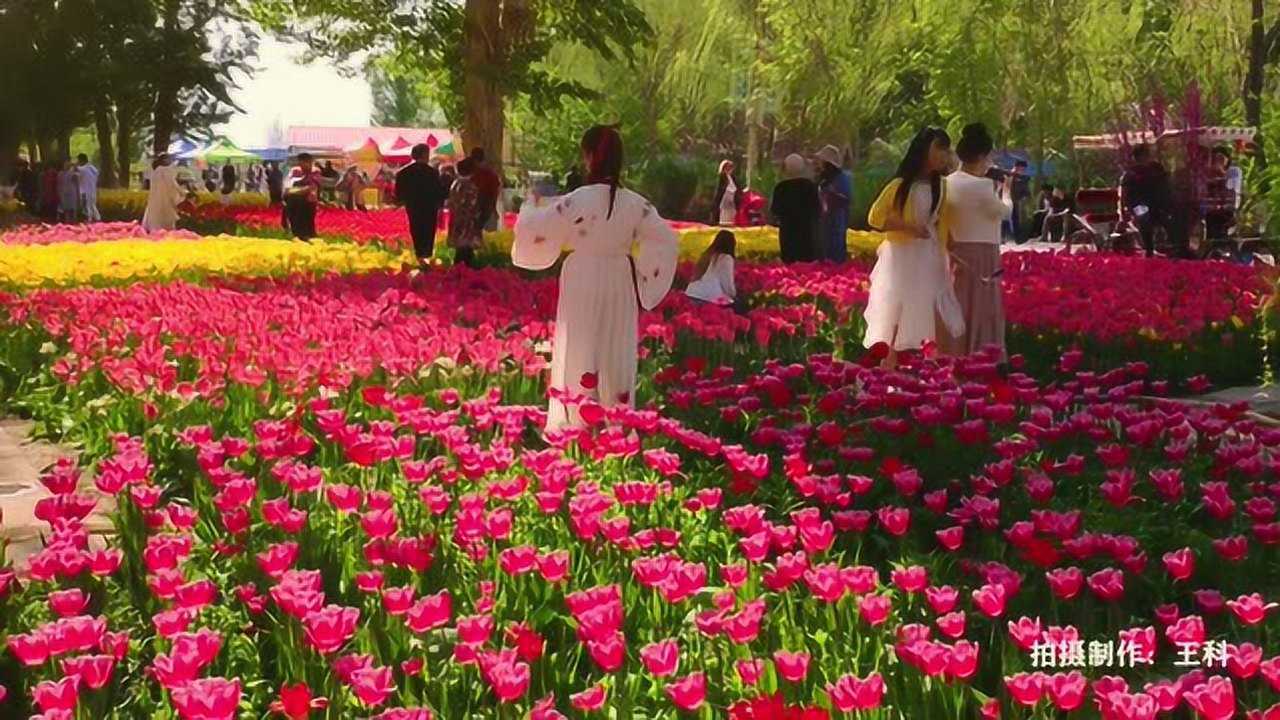 新疆五家渠市2019年第十四届郁金香节盛大开幕