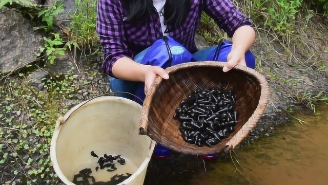 野生螺太多没人捡,石头上密密麻麻都是山坑螺,捡一会就收获几斤