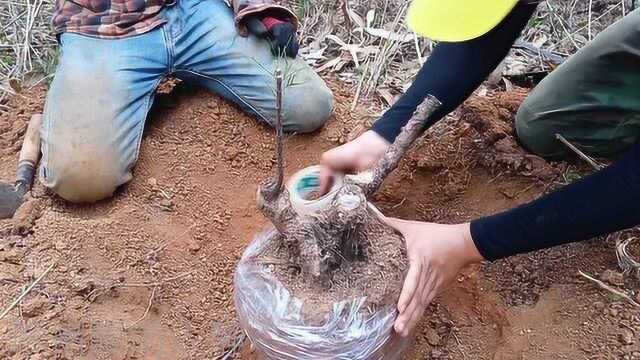 挖桩保证成活的方法推荐,来看高手是怎么把山松素材老桩挖出来呢