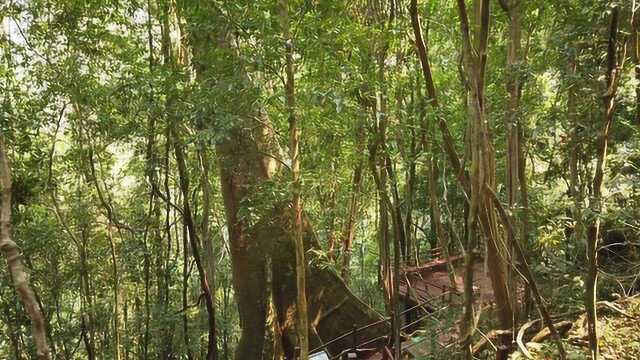 西双版纳中科院植物园热带雨林奇观大板根