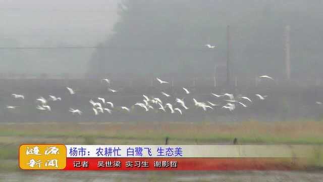 杨市:农耕忙 白鹭飞 生态美