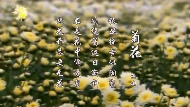 菊花 元稹 不是花中偏爱菊 此花开尽更无花