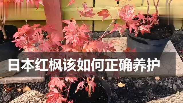 日本红枫该如何正确养护