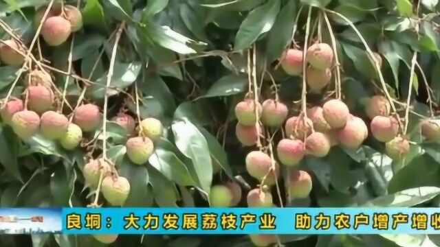 湛江良垌镇大力发展荔枝产业 农户丰收喜气洋洋