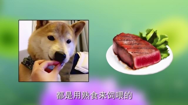 为什么不建议给狗狗吃生肉