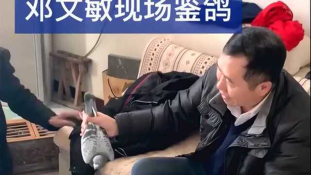 邓文敏现场鉴鸽子,看膀条的速度竟然这么快,网友:不愧是大师!