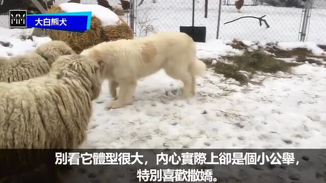 性格“甜蜜”的十大大型犬种