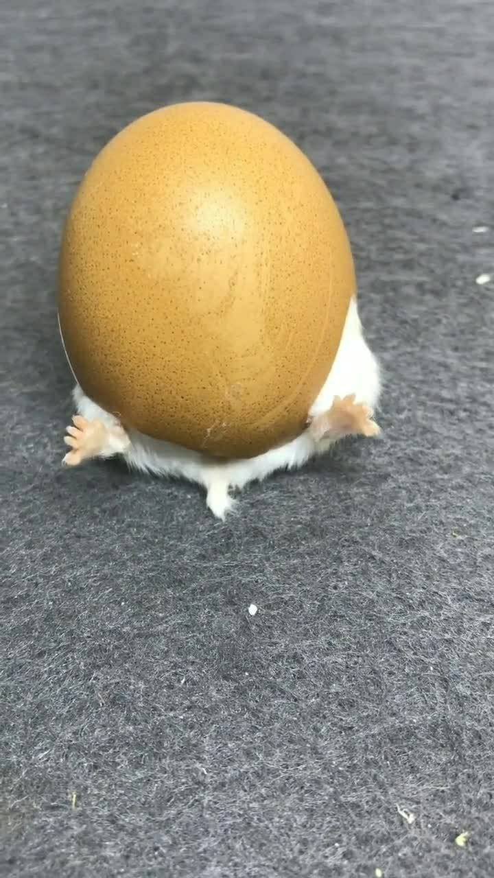 长腿的鸡蛋头一次见到