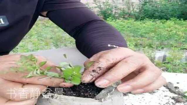 对节白蜡小苗制作“童子功”造型打弯,从小养护,造型曲折蜿蜒!